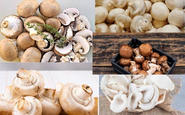 5 Mushrooms pictures in a frame which are the best mushroom for pizza topping